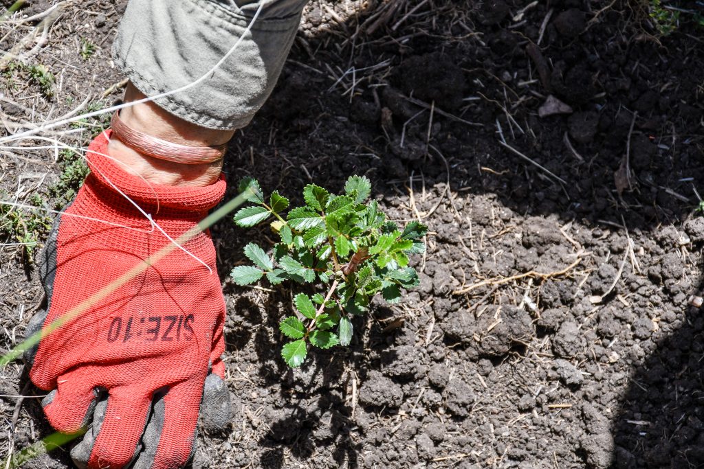 Ambiente presentó el protocolo de acciones para la Restauración Ambiental posfuego