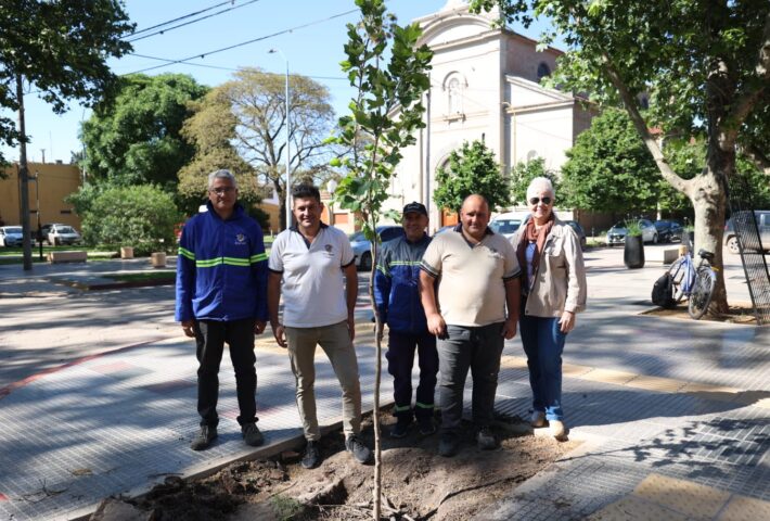 Recambio de plátanos en la Avenida San Martín