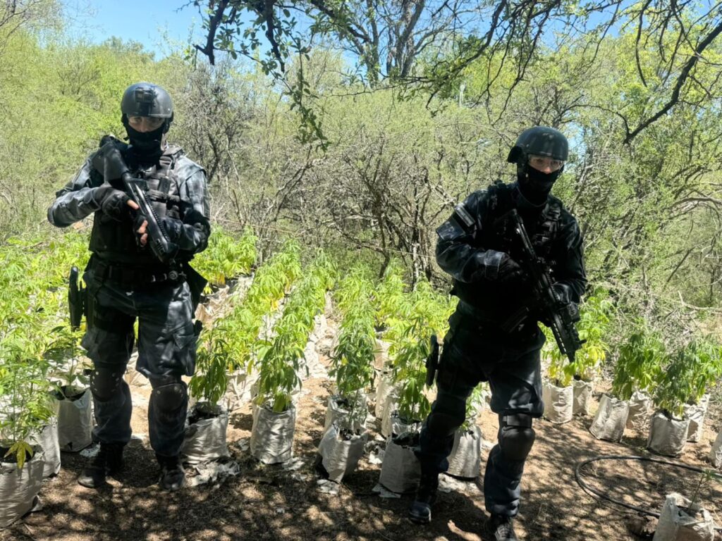 FPA DESMANTELÓ UNA PLANTACIÓN DE MARIHUANA EN PASO VIEJO (DEPARTAMENTO CRUZ DEL EJE)