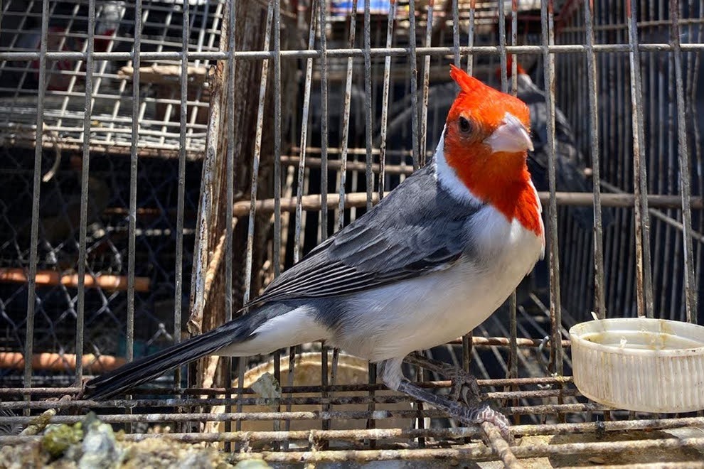 Importante operativo de control de fauna silvestre en Río Tercero